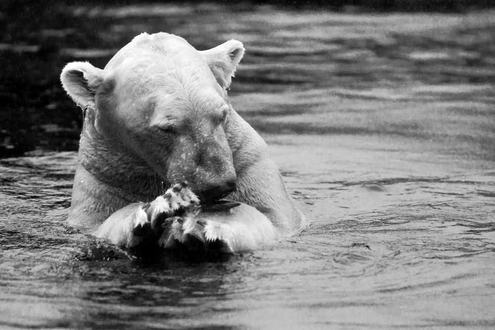 Eisbär bei Fisch Fuetterung von Udo Siebertz 