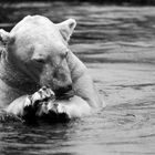 Eisbär bei Fisch Fuetterung