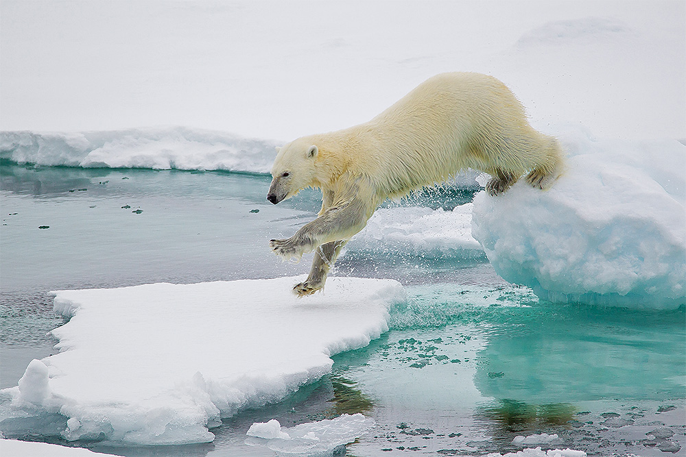 Eisbär bei Nordvestøyane