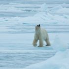 Eisbär bei Spitzbergen