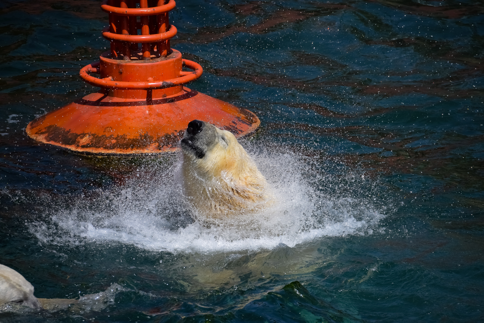 Eisbär beim Baben  !!!!!