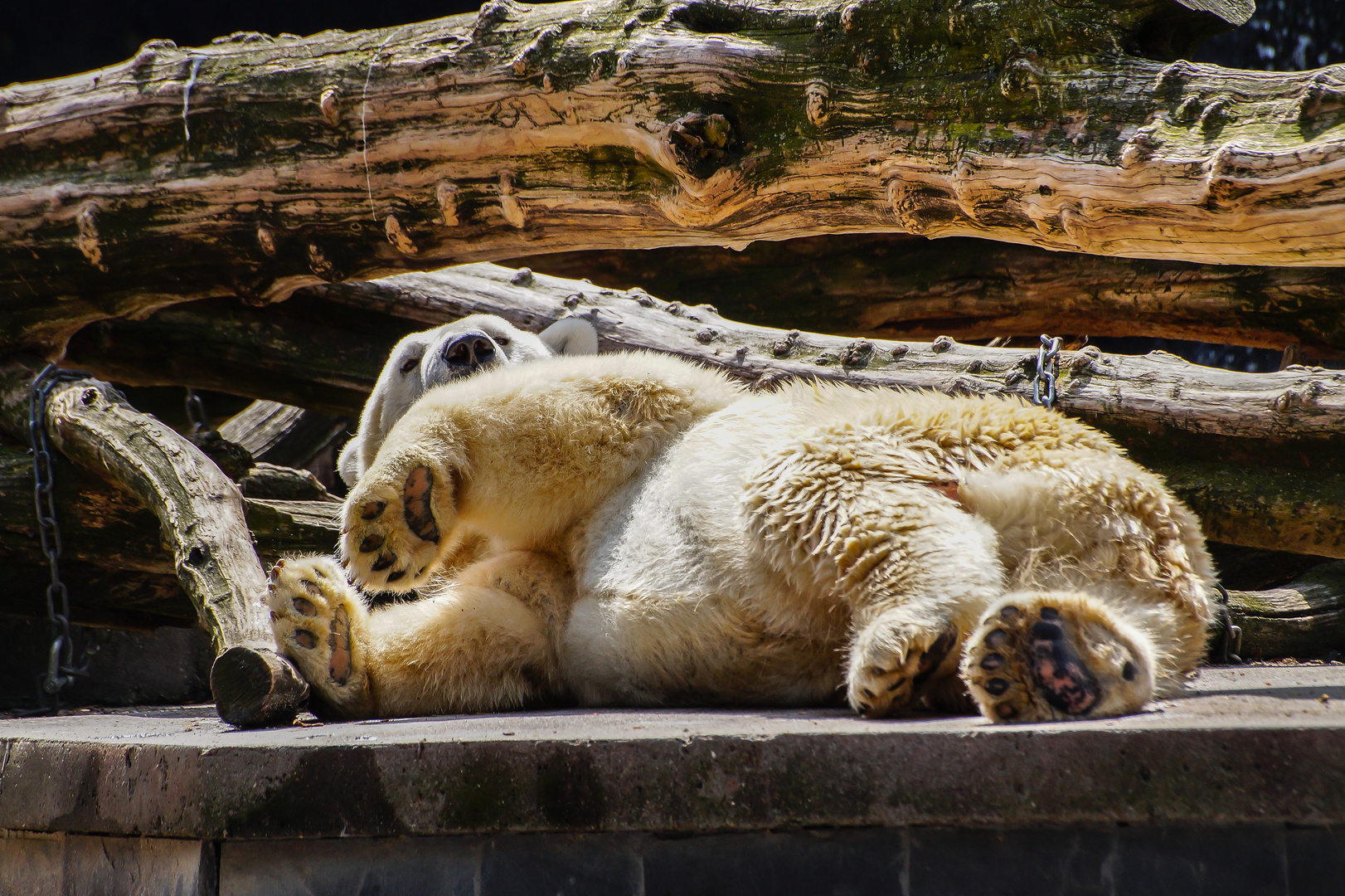 Eisbär beim entspannen