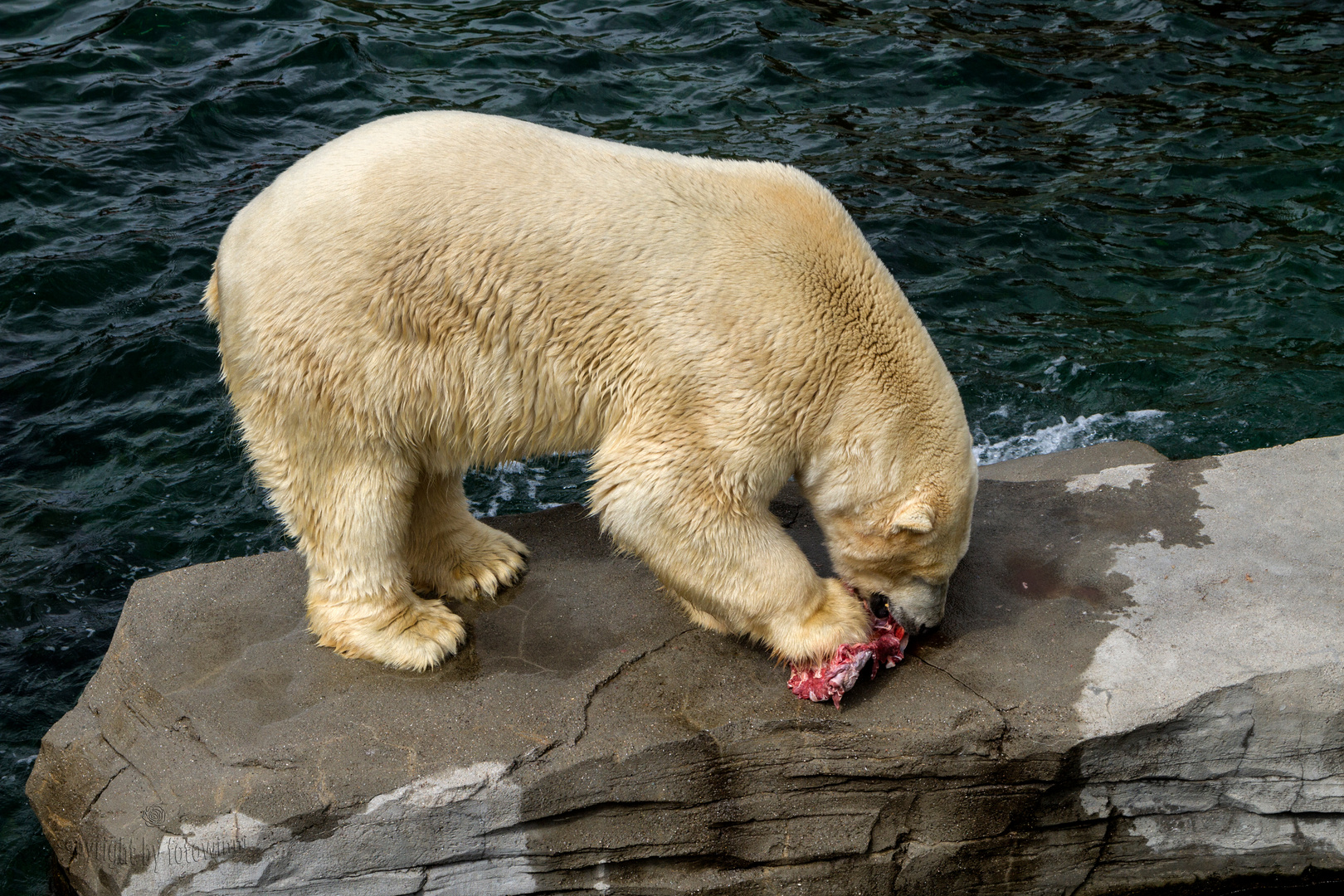 Eisbär beim Frühstück - Zoo Hannover