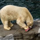 Eisbär beim Frühstück - Zoo Hannover