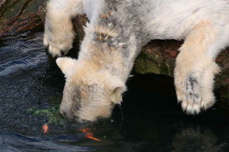 Eisbär beim Futterfang