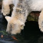 Eisbär beim Futterfang