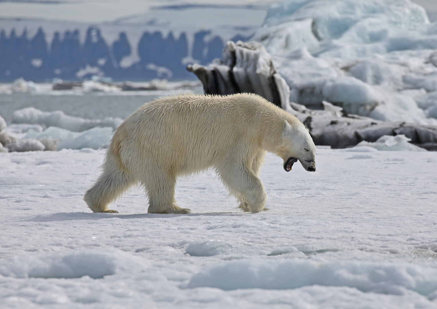 Eisbär beim Gähnen oder Ausrufen ?