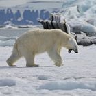 Eisbär beim Gähnen oder Ausrufen ?