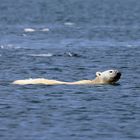 Eisbär beim Schwimmen