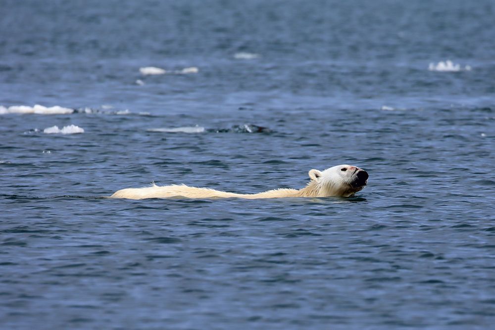 Eisbär beim Schwimmen