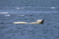 Eisbär beim Schwimmen