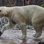 Eisbär beim Spielen 001