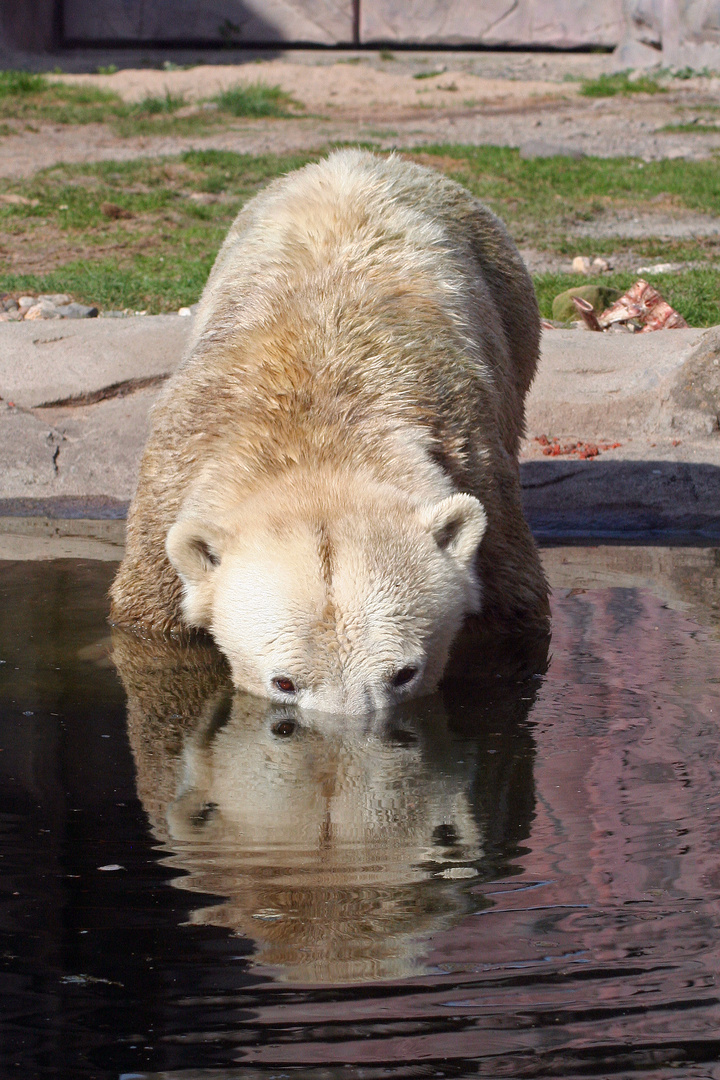 Eisbär beim Spielen