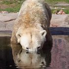 Eisbär beim Spielen