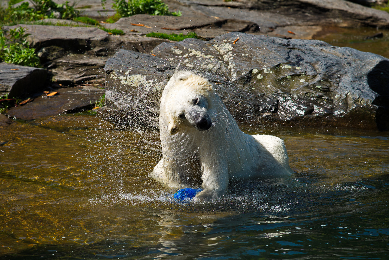 Eisbär beim Spielen