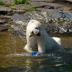 Eisbär beim Spielen