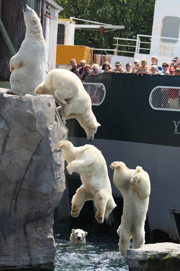 Eisbär beim Sprung