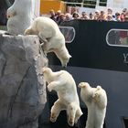 Eisbär beim Sprung