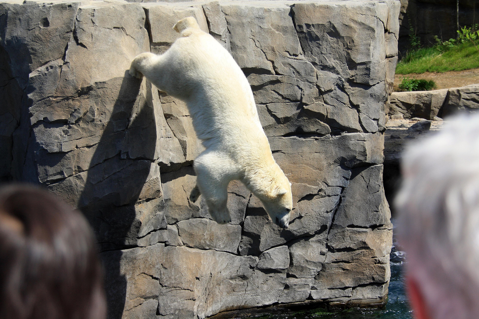 Eisbär beim Sprung vom hohen Felsen