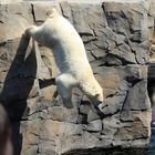 Eisbär beim Sprung vom hohen Felsen