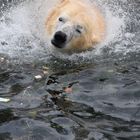 Eisbär beim Wasserbad