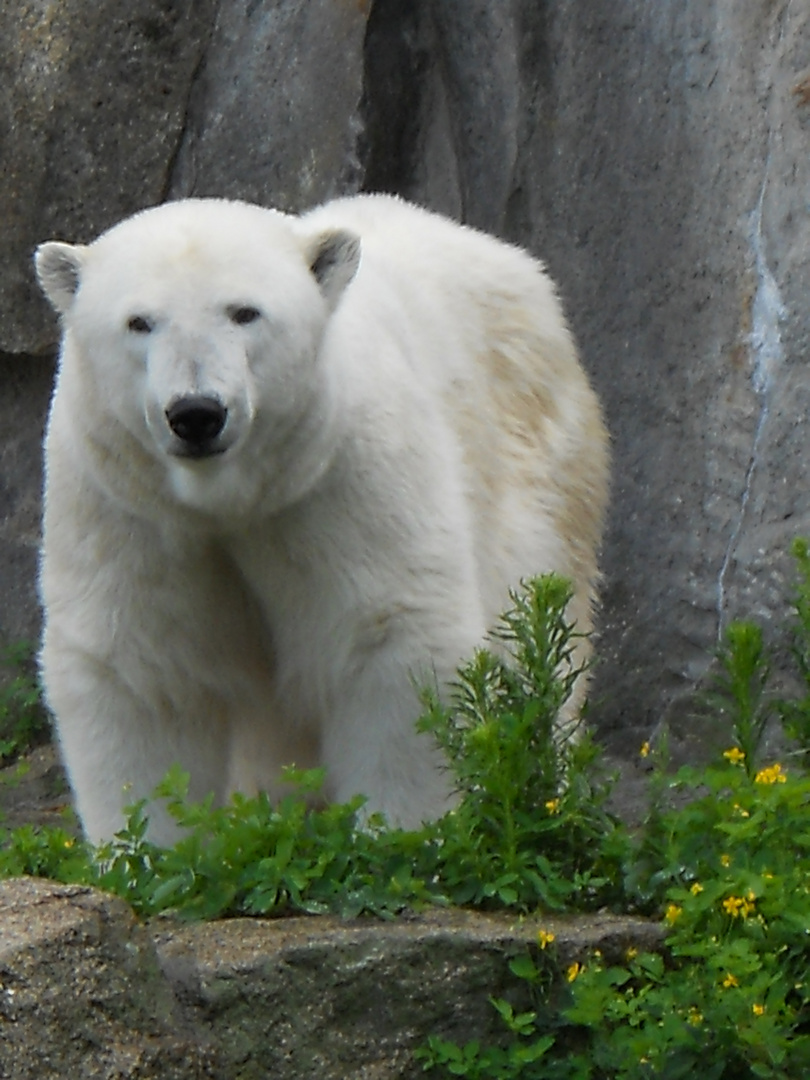 Eisbär Berlin