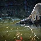 Eisbär Berliner Zoo