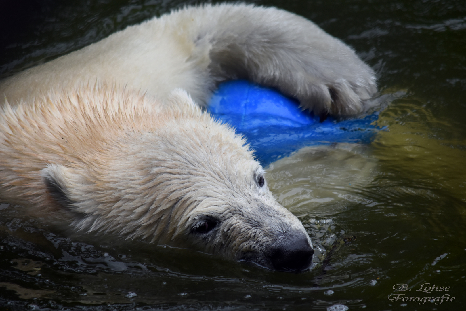 Eisbär