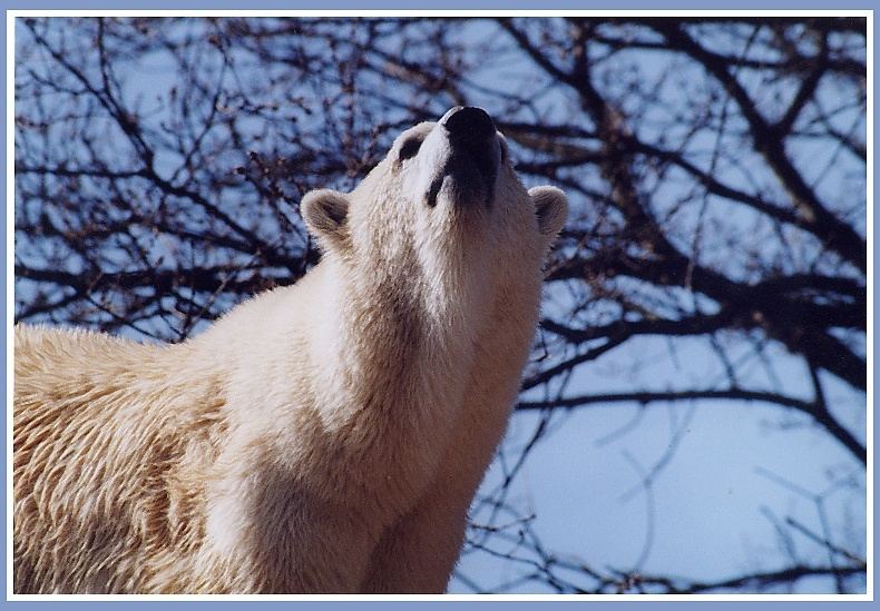 Eisbär