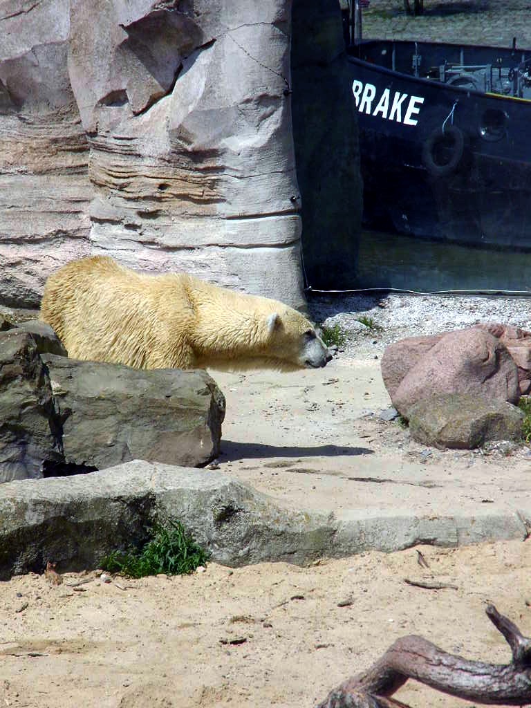 Eisbär Bremerhaven