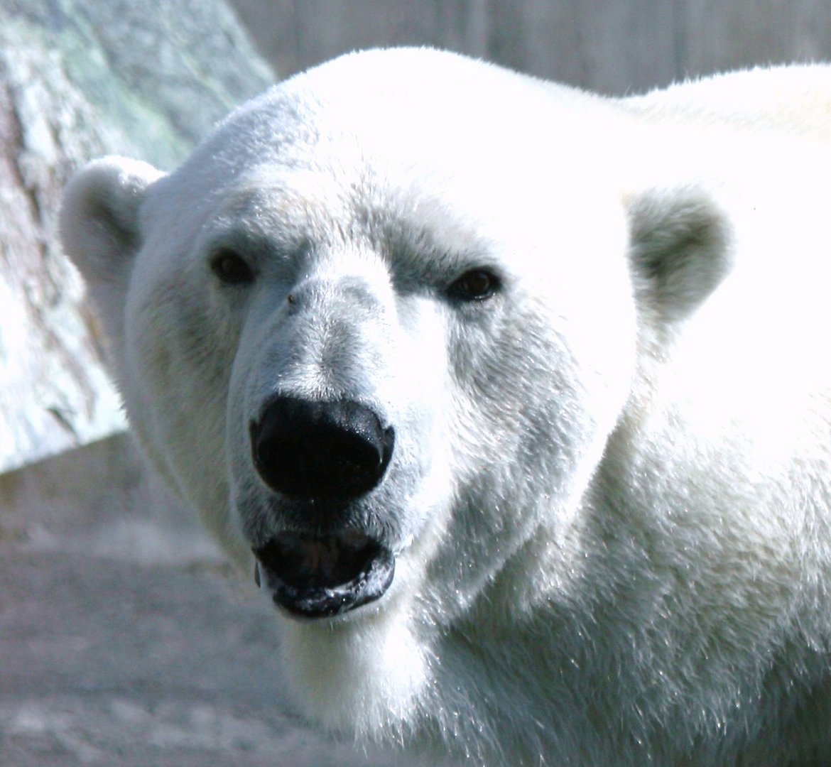 Eisbär