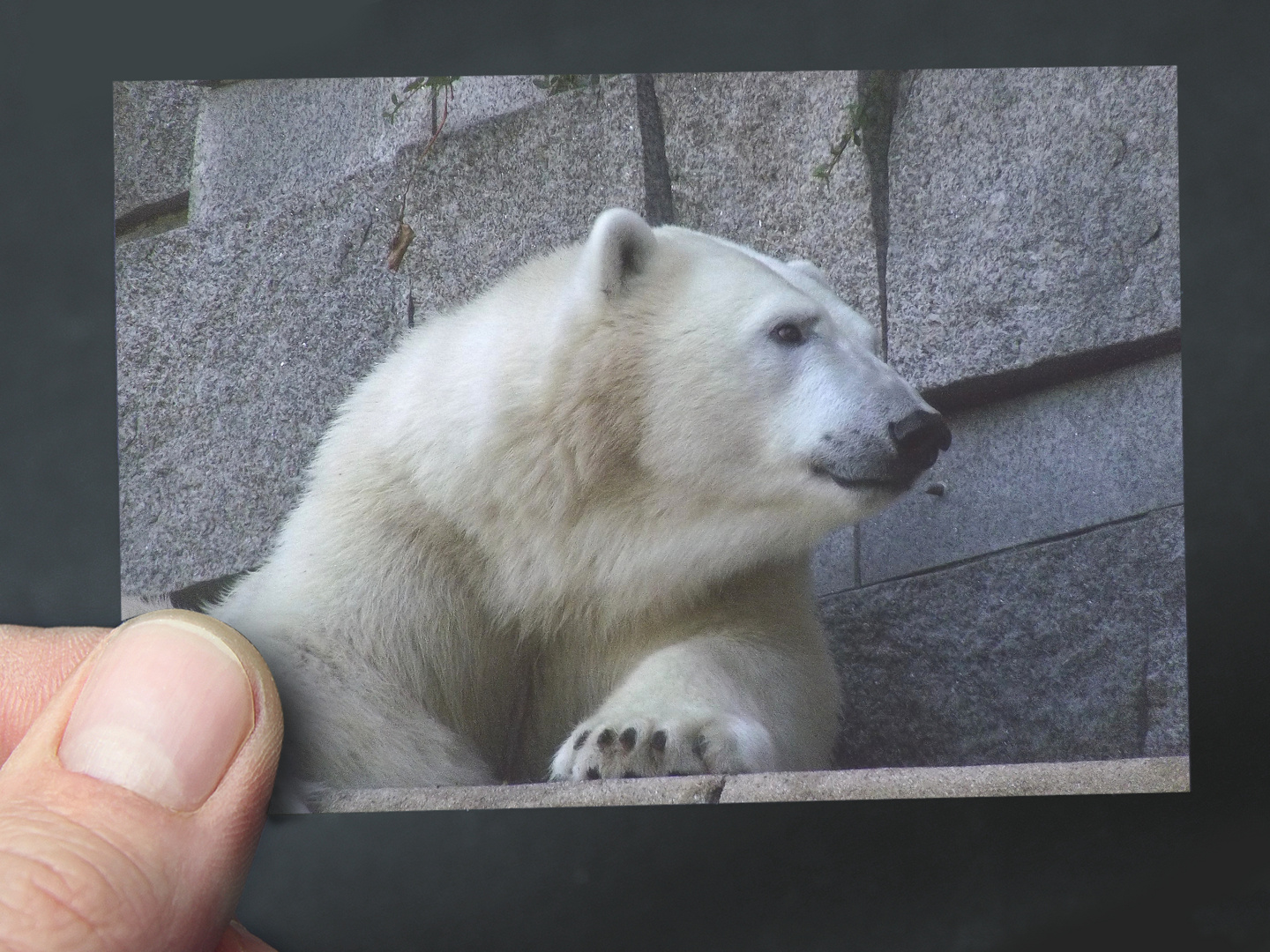 Eisbär