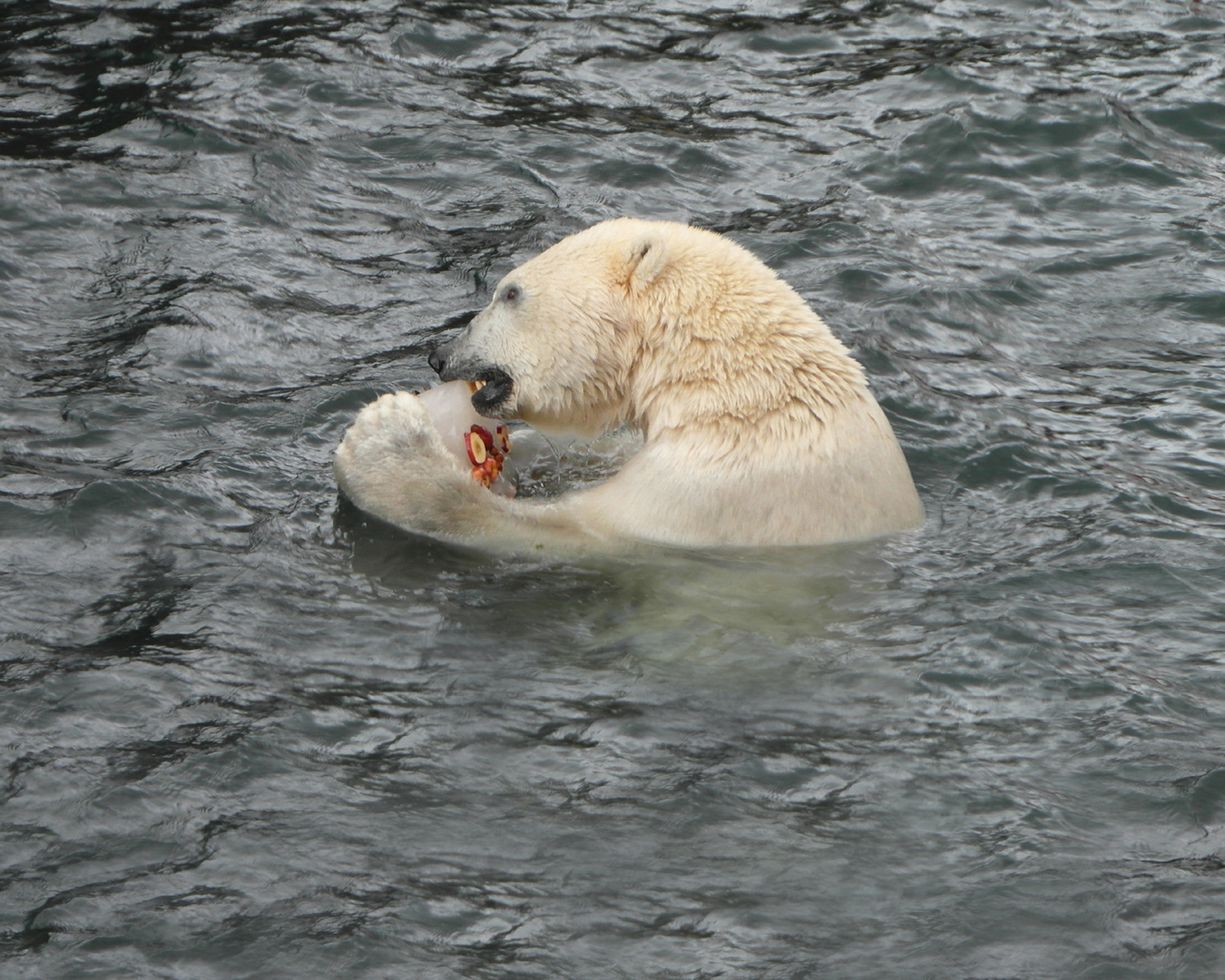 Eisbär