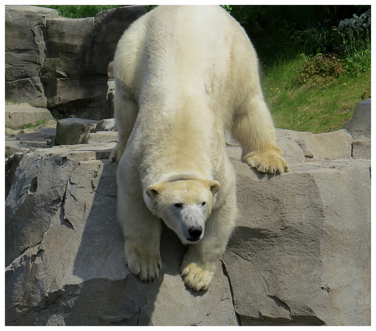 Eisbär