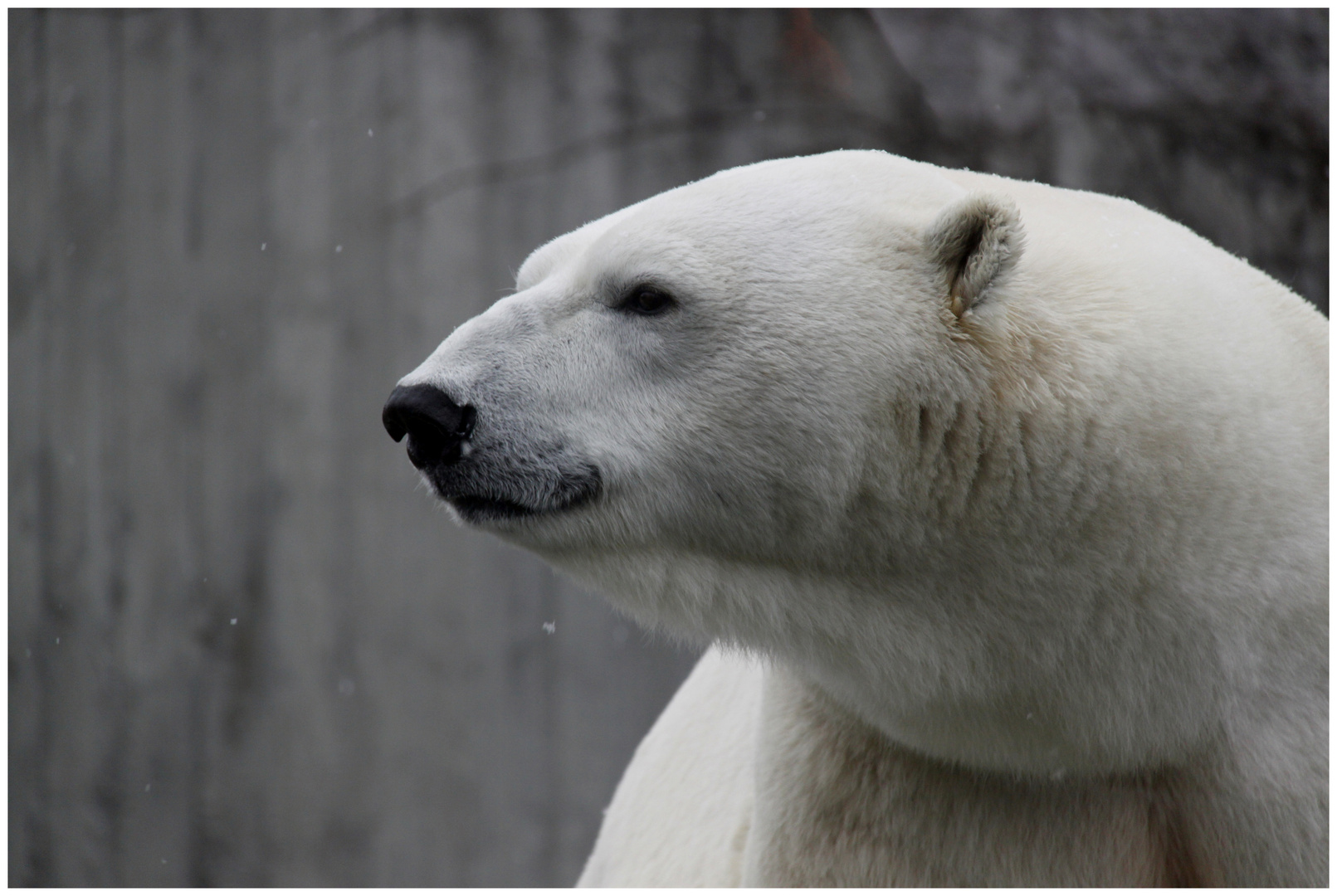 Eisbär