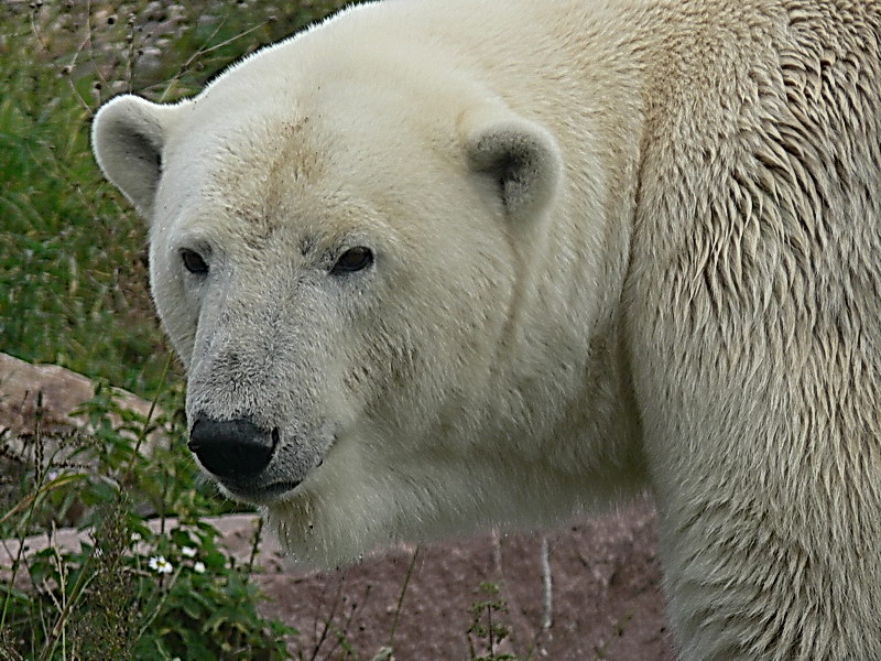 Eisbär