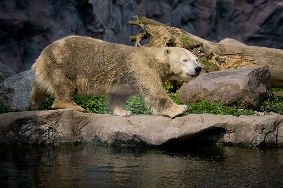 Eisbär