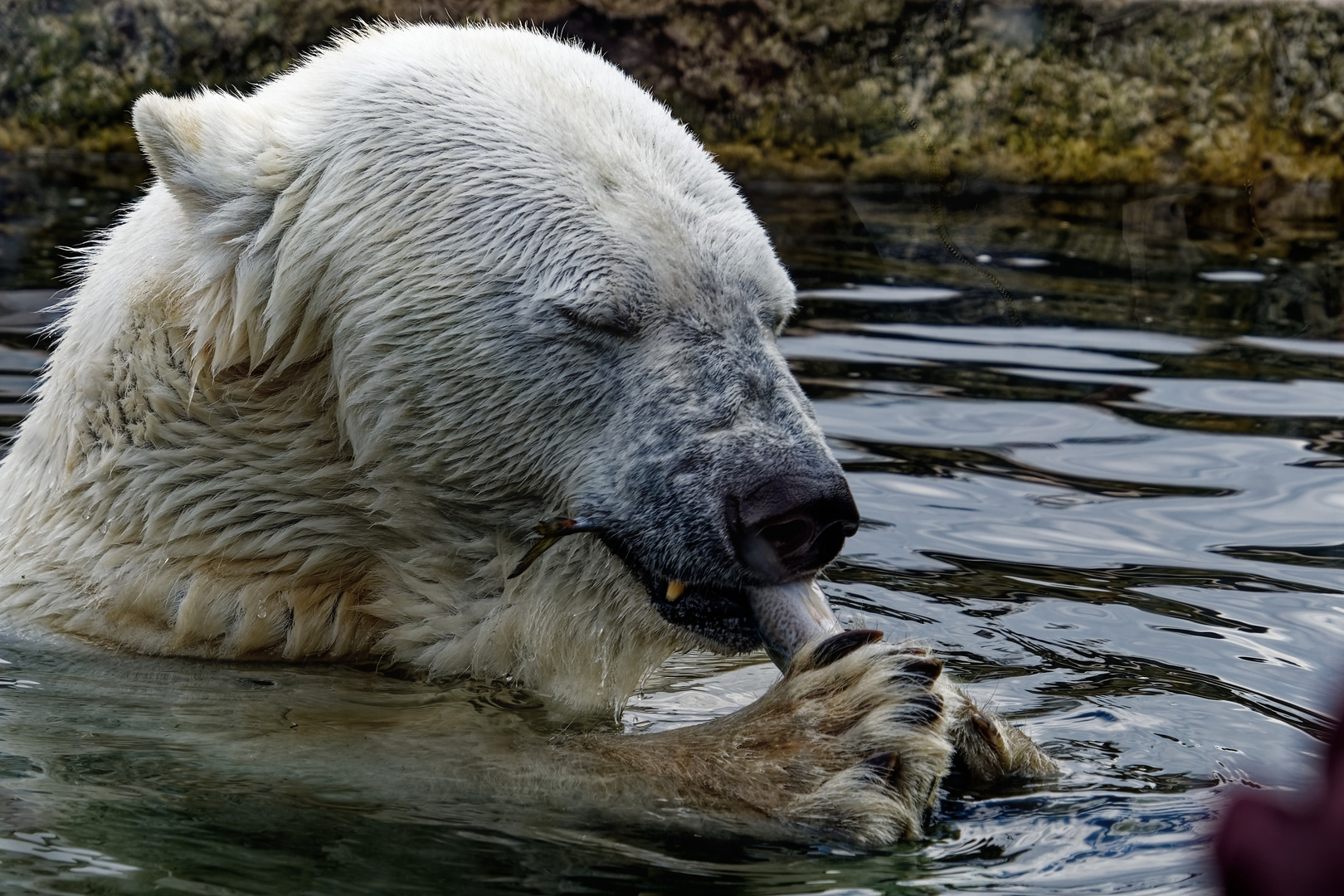 Eisbär