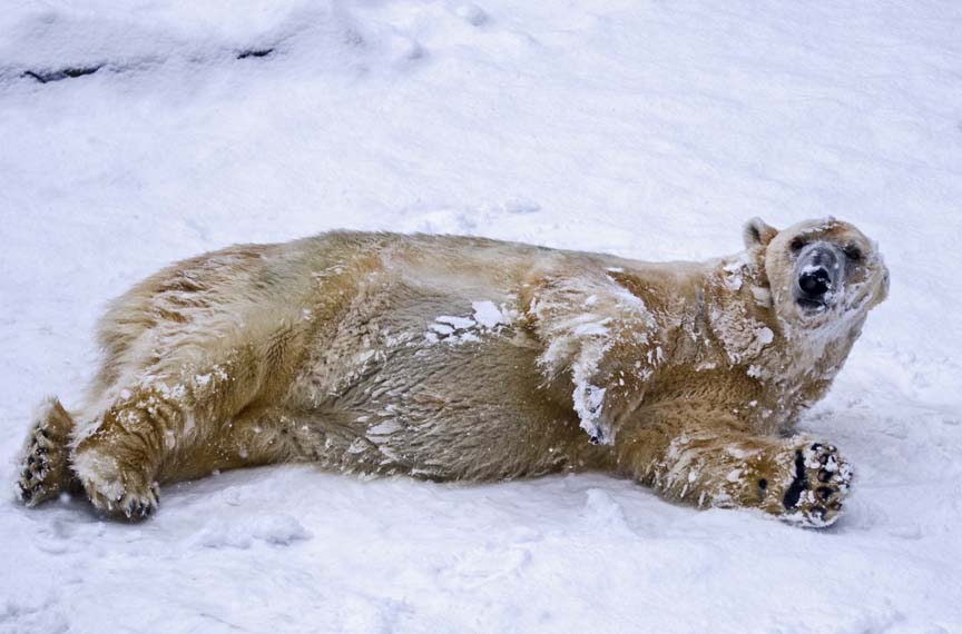 Eisbär