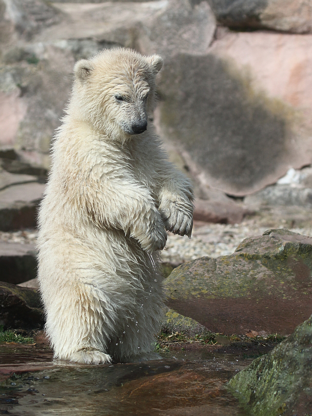 Eisbär Charlotte