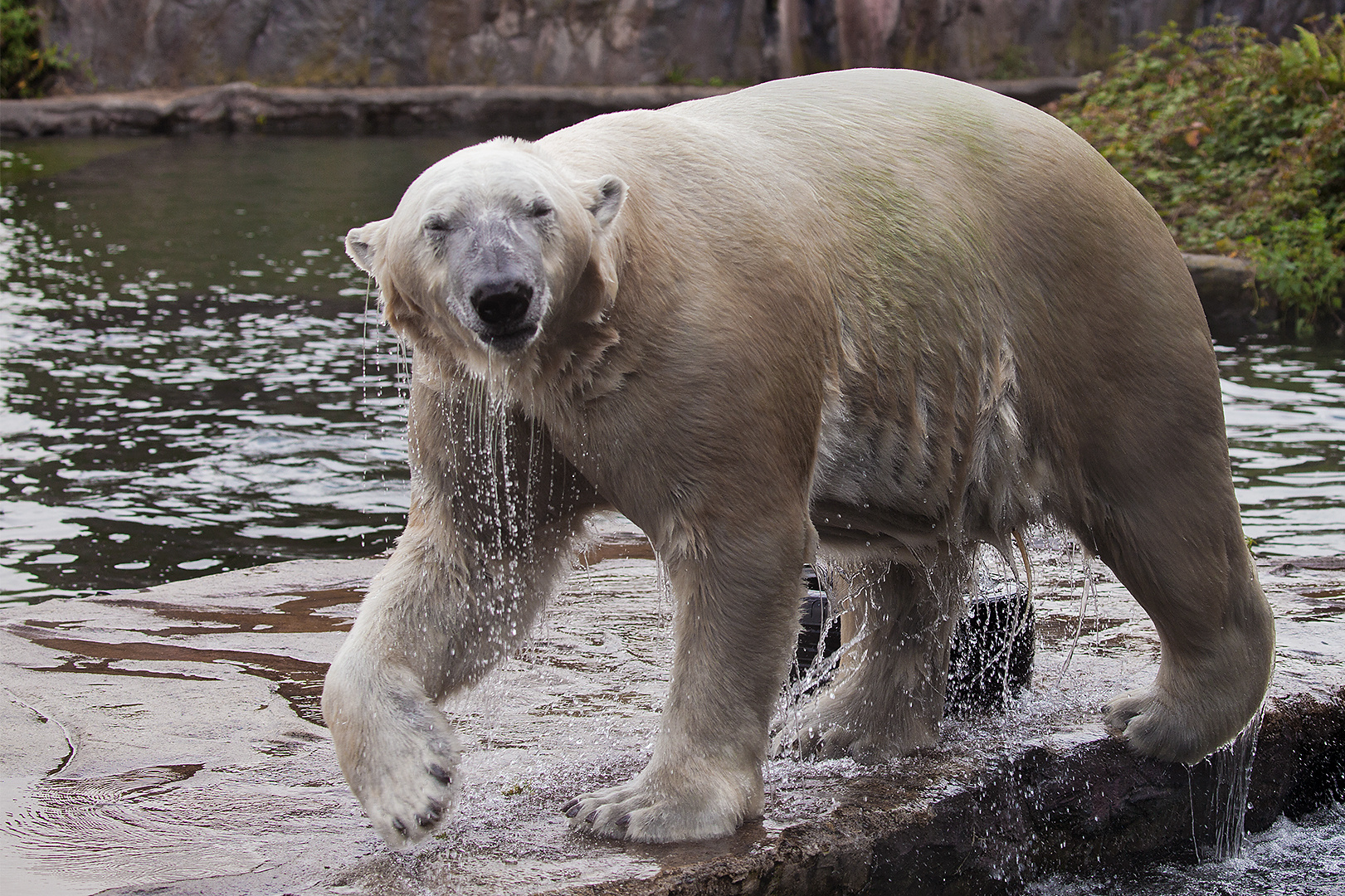 Eisbär 