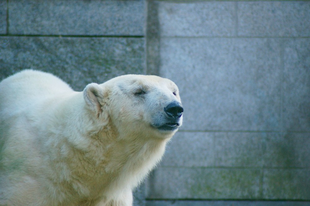 Eisbär