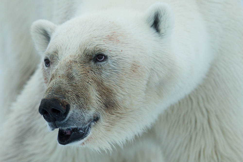 Eisbär