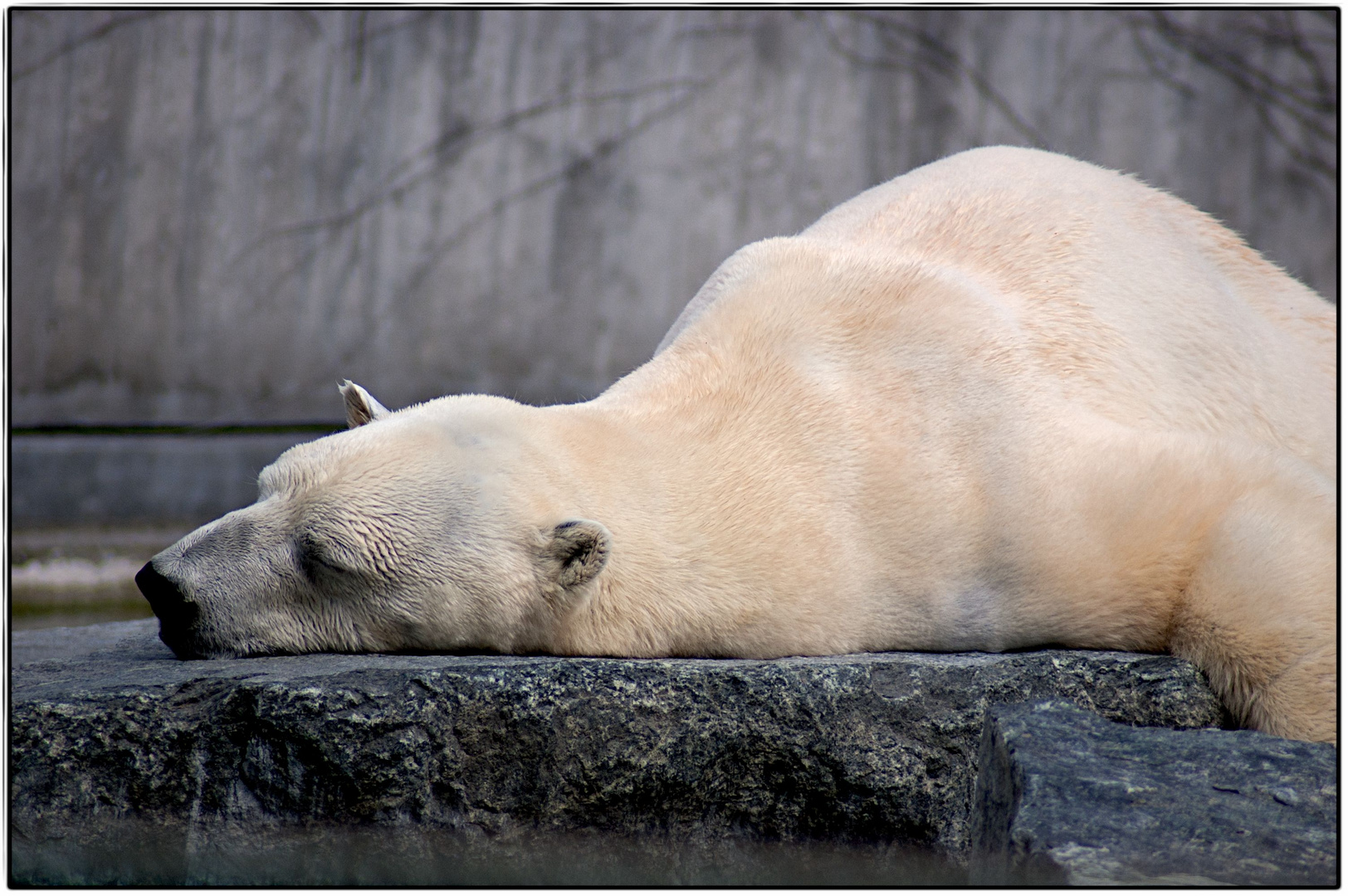 Eisbär