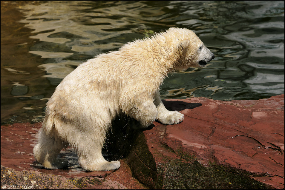 Eisbär