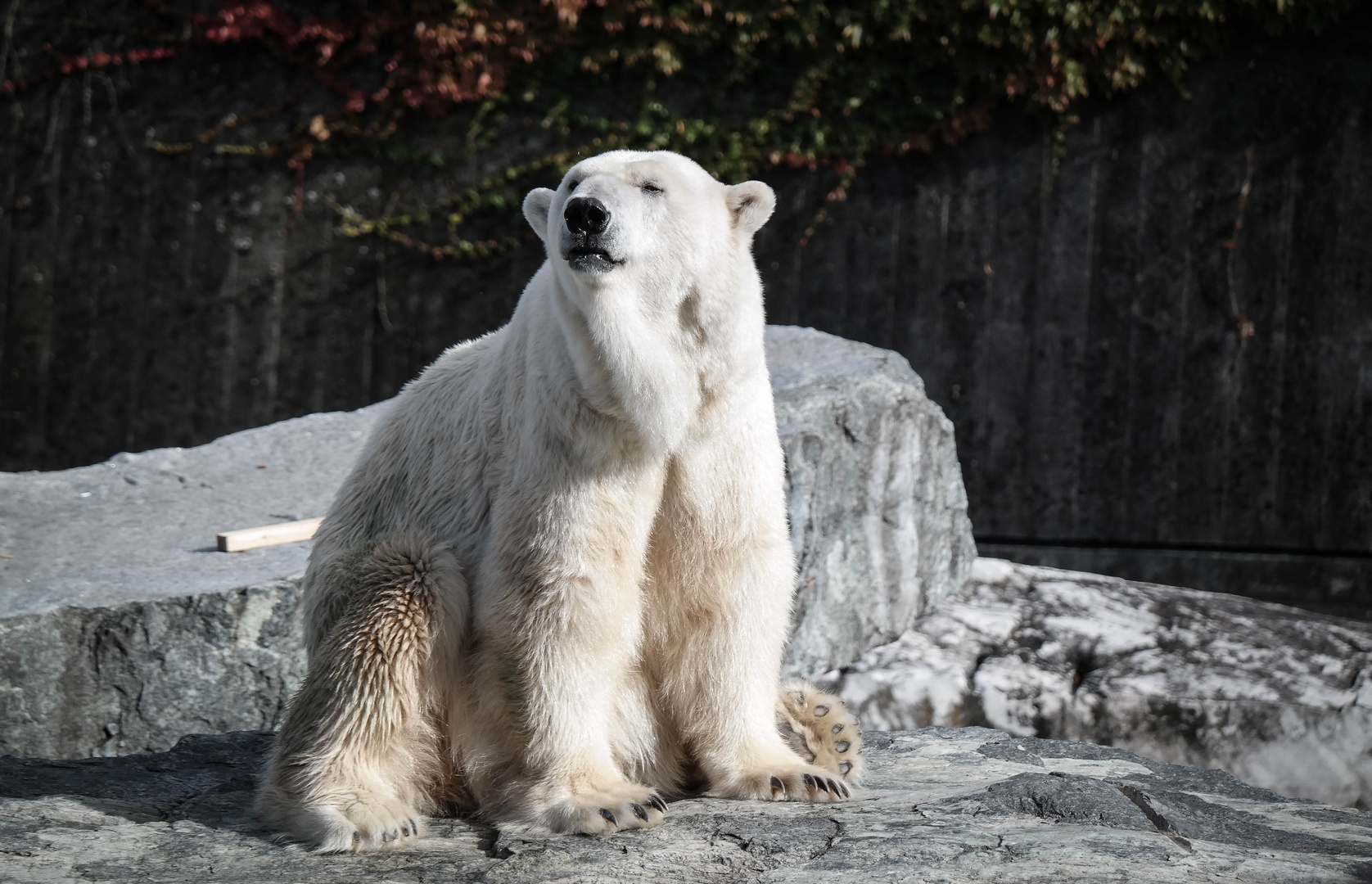 Eisbär 