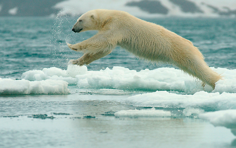 Eisbär