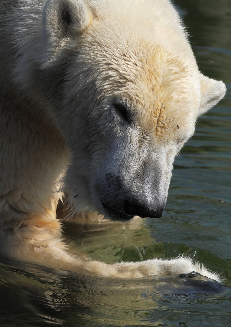 Eisbär