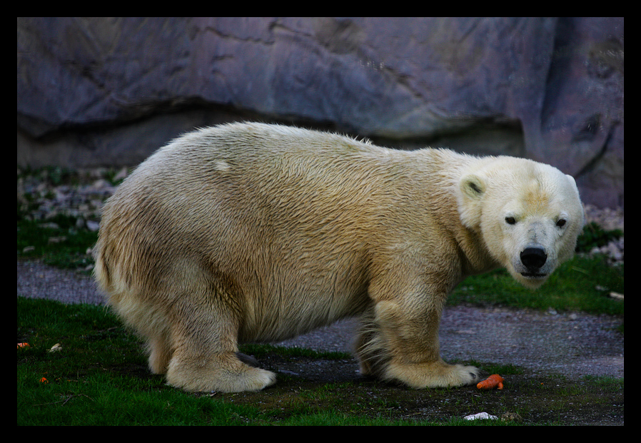 -Eisbär-