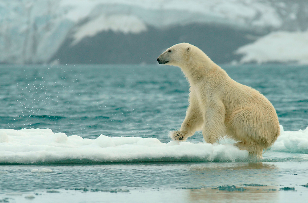 Eisbär